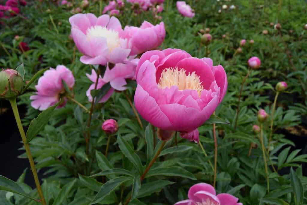 Paeonia lactiflora 'Bowl of Beauty' ---
